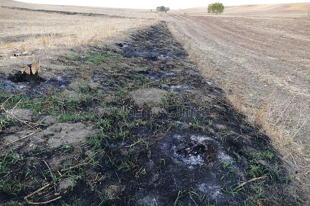 燃烧的作物收割后遗留在地里的残茎和草本植物采用指已提到的人l和损失自然和威德利夫