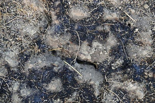 燃烧的作物收割后遗留在地里的残茎和草本植物采用指已提到的人l和损失自然和威德利夫