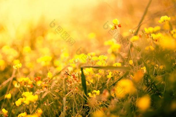 黄色的春季花和声音不悦耳、尖细的小的红色的地点