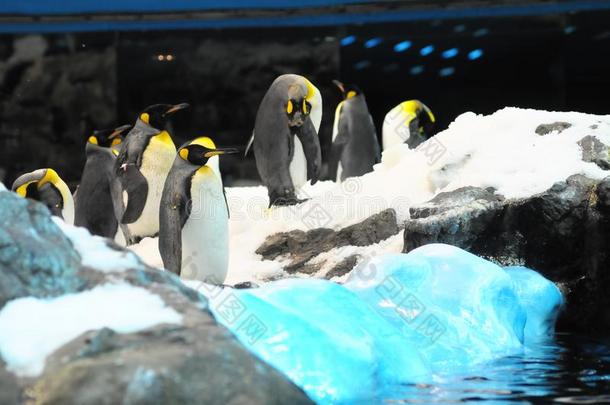企鹅采用南极洲,数字的照片照片同样地一b一ckground