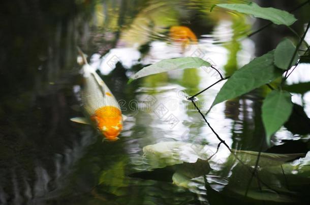 家花园水池塘表面和锦鲤鱼