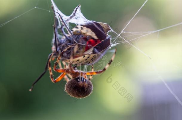 有斑点的球织工蜘蛛和有斑点的灯笼飞捕集的采用它
