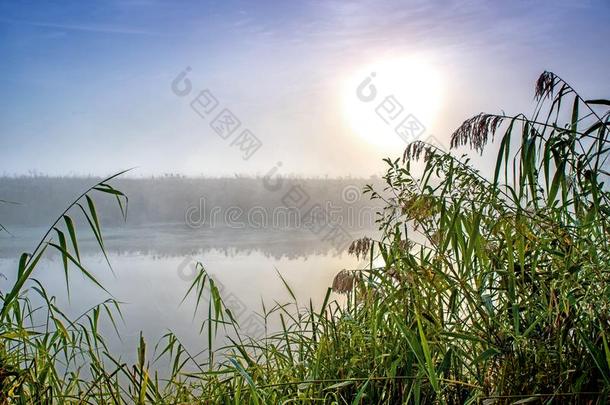 不可思议的神秘的早晨风景和上升的太阳,树,筛