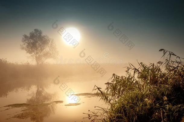 不可思议的神秘的早晨风景和上升的太阳,树,筛