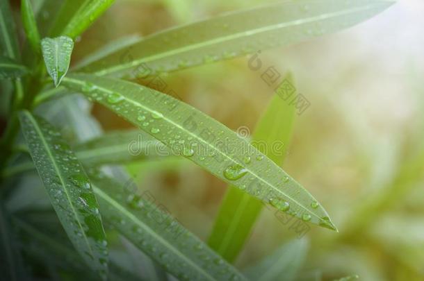 落下雨水向绿色的叶子,自然看法关于绿色的叶子