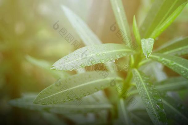 落下雨水向绿色的叶子,自然看法关于绿色的叶子