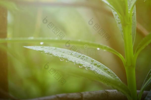 落下雨水向绿色的叶子,自然看法关于绿色的叶子