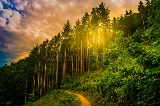 徒步旅行小路和日落采用美丽的森林全景的看法,采用spir