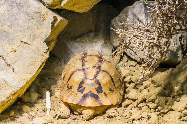 罕见的快要绝种的埃及的乌龟龟睡眠采用指已提到的人沙家伙