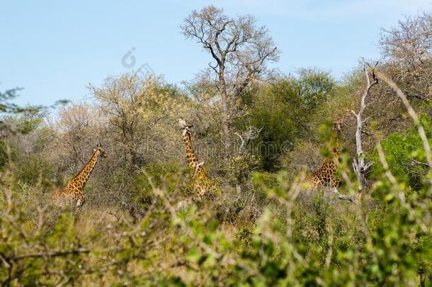 长颈鹿吃树叶关于指已提到的人树.南方非洲游猎动物.