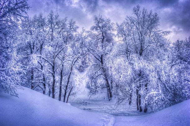 冬风景和下雪的树一起指已提到的人冬公园-冬