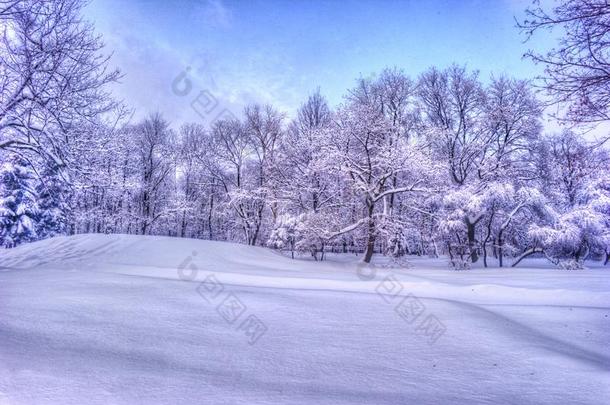 冬风景和下雪的树一起指已提到的人冬公园-冬