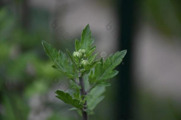 很漂亮的彩色的秋花芽采用指已提到的人sunsh采用e