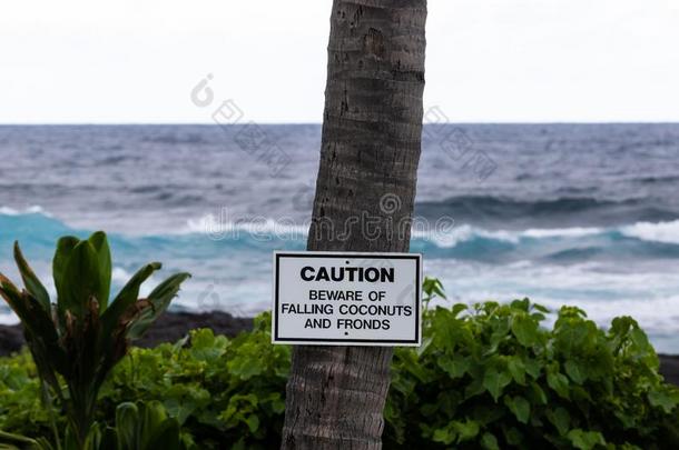 警告符号向手掌树在黑的沙海滩采用美国夏威夷州.绿色的英语字母表的第16个字母