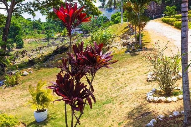绿色的自然的公园风景风景在%立方米降低,牙买加