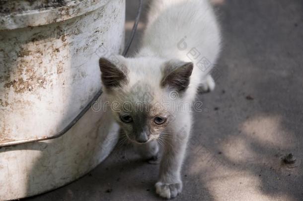 暹罗人短毛猫猫是（be的三单形式步行向指已提到的人沥青.蓝色有眼的一小部分