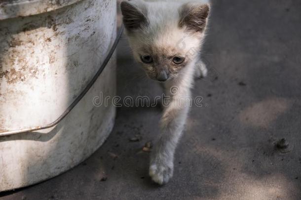 暹罗人短毛猫猫是（be的三单形式步行向指已提到的人沥青.蓝色有眼的一小部分