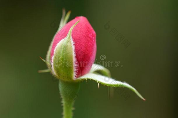 特写镜头关于一红色的玫瑰和芽向一b一ckground关于一绿色的灌木.