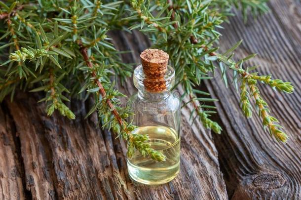 一瓶子关于刺柏属丛木或树木基本的油和新鲜的刺柏属丛木或树木细枝