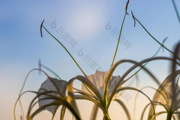 加勒比海蜘蛛-百合花,唯一的方式白色的花向多彩的