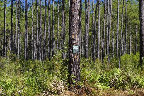 指已提到的人身材高的辉煌的松树树.塔拉哈西,弗罗里达州,美利坚合众国