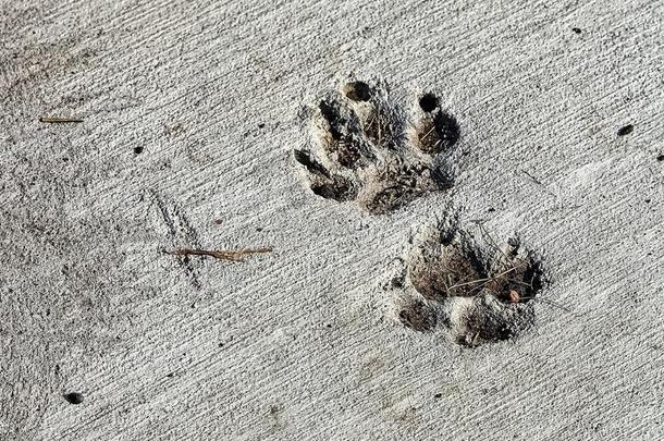 狗脚照片采用干燥的水泥和det.一些干燥的草
