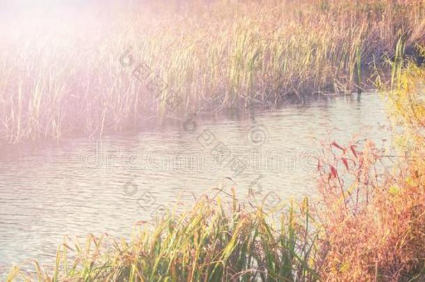 横幅自然的秋风景河银行干的干燥的草<strong>芦苇</strong>水