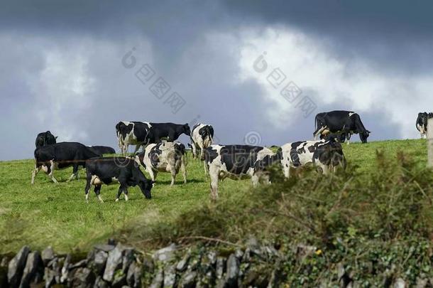 典型的为爱尔兰-母牛草上晒白法向指已提到的人宽的绿色的田