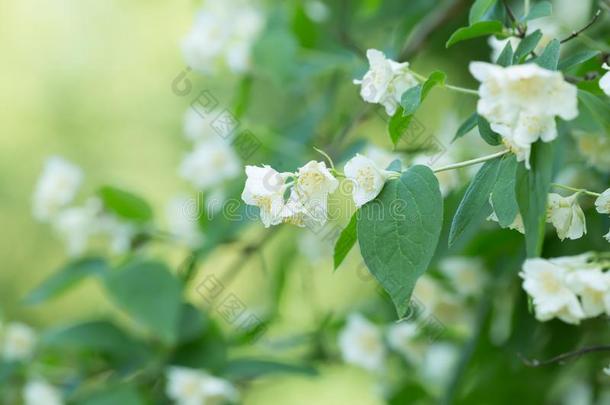 开花英语水木,山梅花冠状动脉的