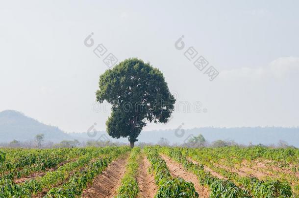 绿色的树面容树向小山