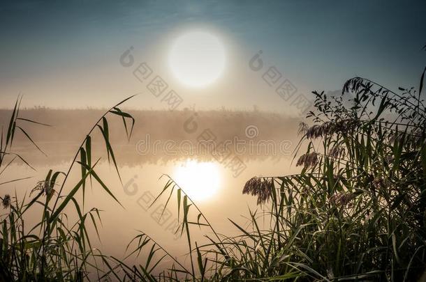 不可思议的神秘的早晨风景和上升的太阳,树,筛