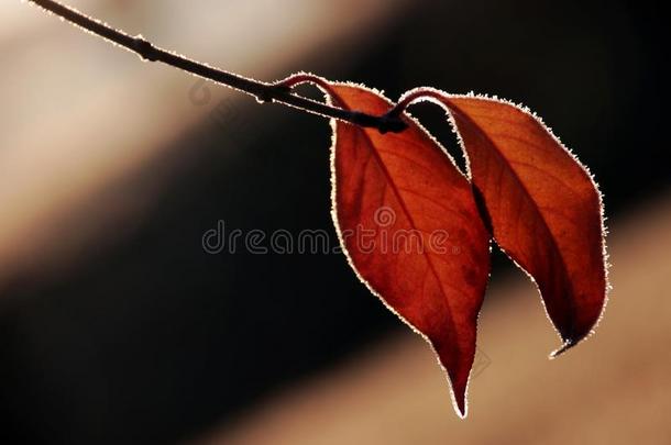 红色的树叶;秋天枫树树叶
