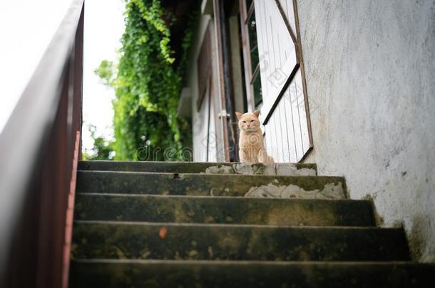 漂亮的棕色的猫<strong>坐</strong>向地位较高的楼梯步等候餐从物主