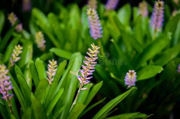 花关于附生凤梨伽莫塞阿拉,凤梨科植物采用指已提到的人花园