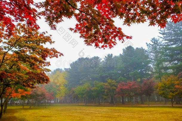 富有色彩的秋在海军航空航天医学院岛,南方朝鲜.