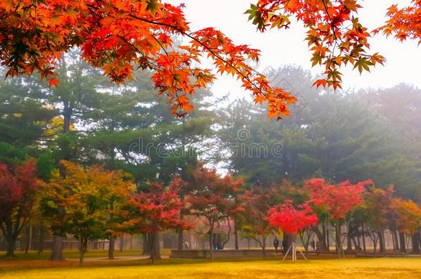 富有色彩的秋在海军航空航天<strong>医学院</strong>岛,南方朝鲜.