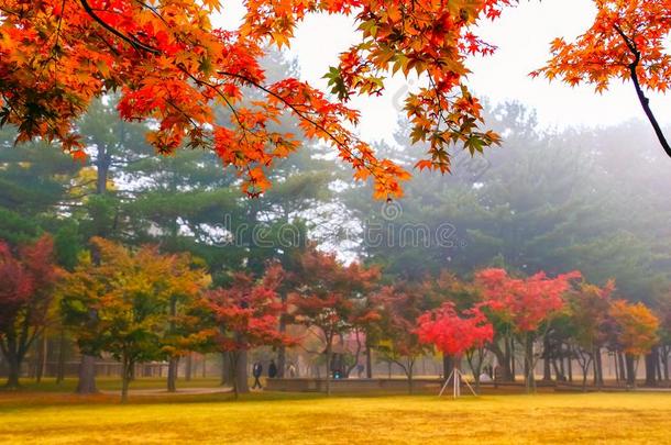 富有色彩的秋在海军航空航天医学院<strong>岛</strong>,南方朝鲜.