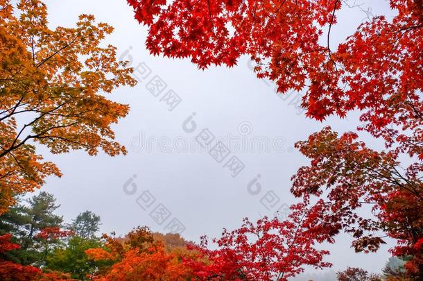 富有色彩的秋在海军航空航天医学院岛,南方朝鲜.