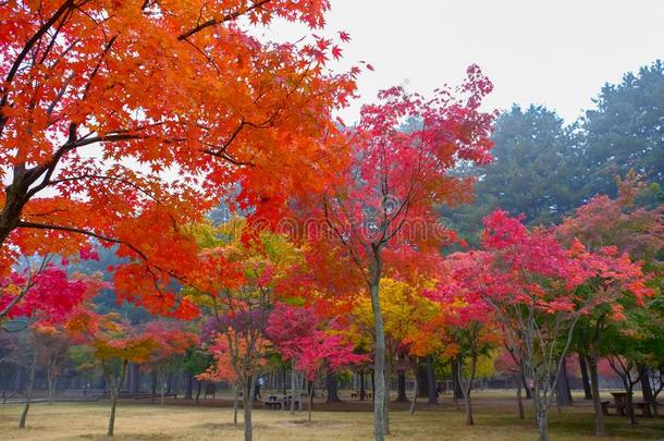 富有色彩的秋在海军航空航天医学院岛,南方朝鲜.