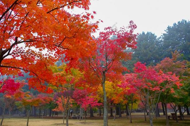 富有色彩的秋在海军航空航天<strong>医学院</strong>岛,南方朝鲜.