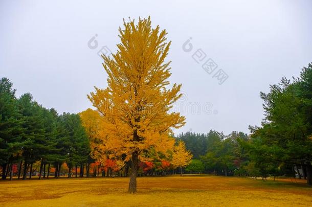 富有色彩的秋在海军航空航天医学院岛,南方朝鲜.