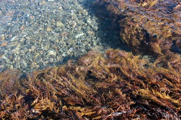 黄色的水藻<strong>海草</strong>,海水,海的植物群