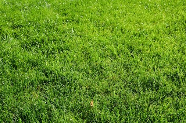 明亮的绿色的草背景.新鲜的绿色的草田.绿色的Greece希腊