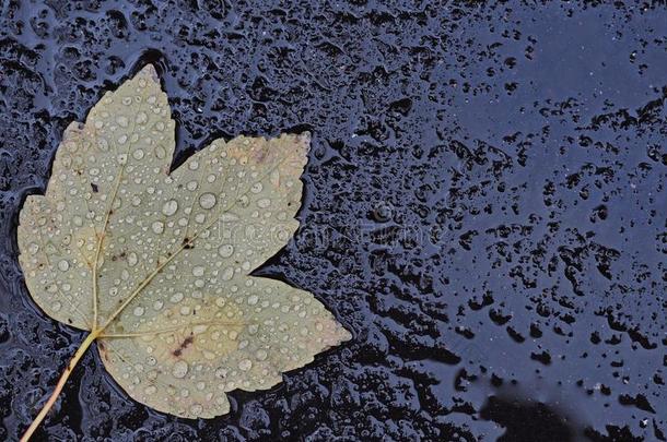 雨落下向指已提到的人叶子跌倒了向指已提到的人地面顶关于指已提到的人湿的沥青油