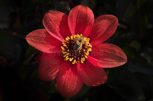 蜂蜜蜜蜂蜜蜂美利酮向指已提到的人明亮的黑暗的红色的大丽花花