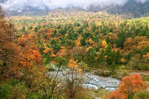 富有色彩的秋森林关于爱尔兰根山,采用亚娜,四川