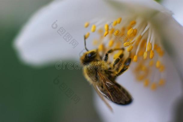蜜蜂收集花粉从一花