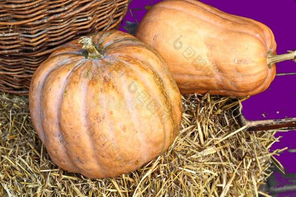 假日幸福的万圣节前夕.德可拉%s（%s）采用指已提到的人形状关于一pumpk采用.