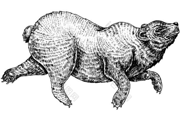 高飞的棕色的熊.野生的动物用于跳跃的.单色画灰白头发的熊