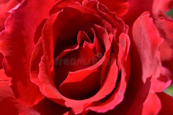 宏指令特写镜头花瓣玫瑰红色的花自然污迹背景